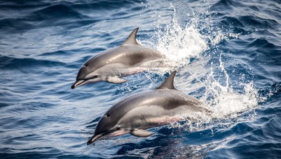 Delfinom z Morza Czarnego grozi wyginięcie. Powodem wojna w Ukrainie 