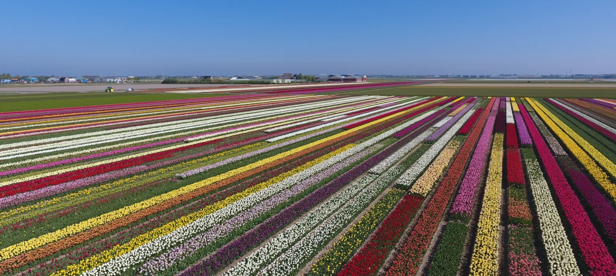 Nowy tulipan, w ciemnym kolorze, wyhodowany w Holandii będzie nosić polskie imię. Na razie imię to jest tajemnicą. Jan Ligthart, holenderski ogrodnik z Den Helder na Północy Holandii jest twórcą już 15 odmian tulipanów, które noszą imiona Polaków i planuje pokazanie światu kolejnej.