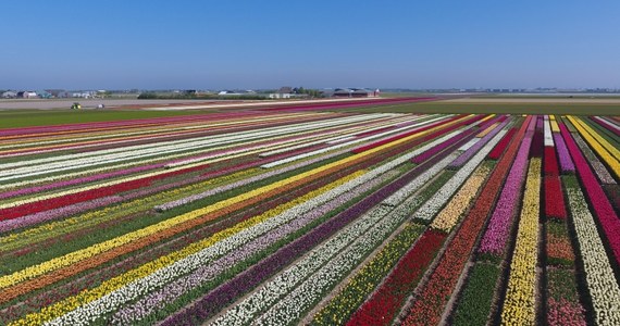 Nowy tulipan, w ciemnym kolorze, wyhodowany w Holandii będzie nosić polskie imię. Na razie imię to jest tajemnicą. Jan Ligthart, holenderski ogrodnik z Den Helder na Północy Holandii jest twórcą już 15 odmian tulipanów, które noszą imiona Polaków i planuje pokazanie światu kolejnej.