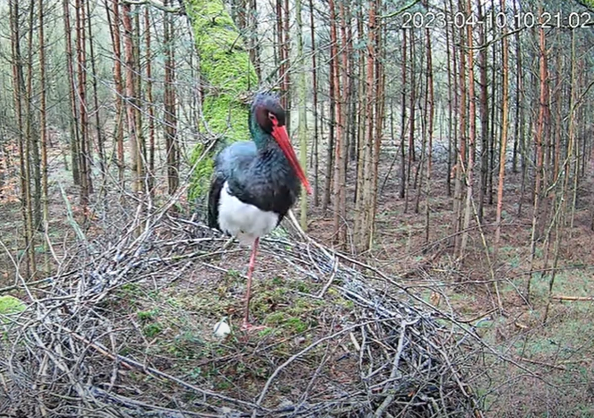 Ponownie można oglądać transmisję online w internecie z gniazda bocianów czarnych żyjących w jednym z lasów na terenie woj. łódzkiego. Objęte w Polsce ścisłą ochroną ptaki wróciły do niego po zimowym pobycie w Afryce.