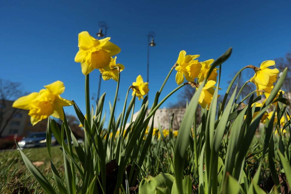 Wiosenna pogoda zostanie z nami na dłużej! Jak informuje Instytut Meteorologii i Gospodarki Wodnej, najbliższe dni będą ciepłe. Zapomnimy też o nocnych przymrozkach. 