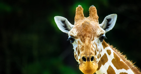 W Wielkanocny Poniedziałek poznańskie zoo zaprasza na spotkania ze zwierzętami. Co godzinę ich opiekunowie wygłaszać będą pogadanki na temat swoich podopiecznych.