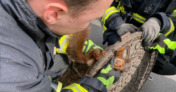 Nietypowe zgłoszenie otrzymali strażacy z niemieckiego Dortmundu. Zadzwoniła kobieta z prośbą o pomoc w uwolnieniu wiewiórki, która utknęła w klapie studzienki ściekowej. Jej próby wyswobodzenia zwierzątka się nie powiodły. 