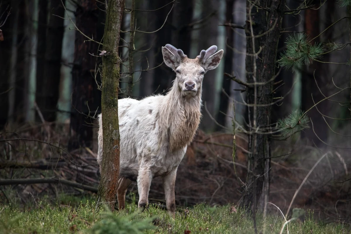W lesie koło Olesna (woj. opolskie) widziano białego jelenia. Nagrał go pracownik Nadleśnictwa Olesno, a wideo opublikował w mediach społecznościowych. Zobaczcie nagranie.