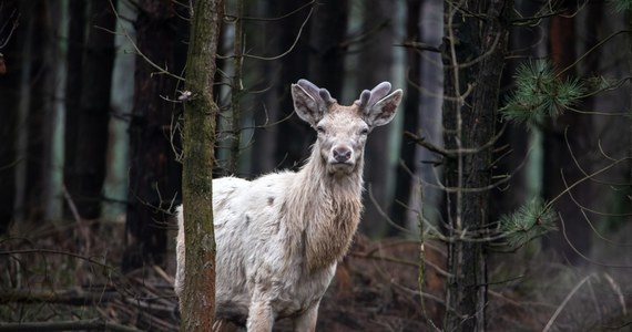 W lesie koło Olesna (woj. opolskie) widziano białego jelenia. Nagrał go pracownik Nadleśnictwa Olesno, a wideo opublikował w mediach społecznościowych. Zobaczcie nagranie.