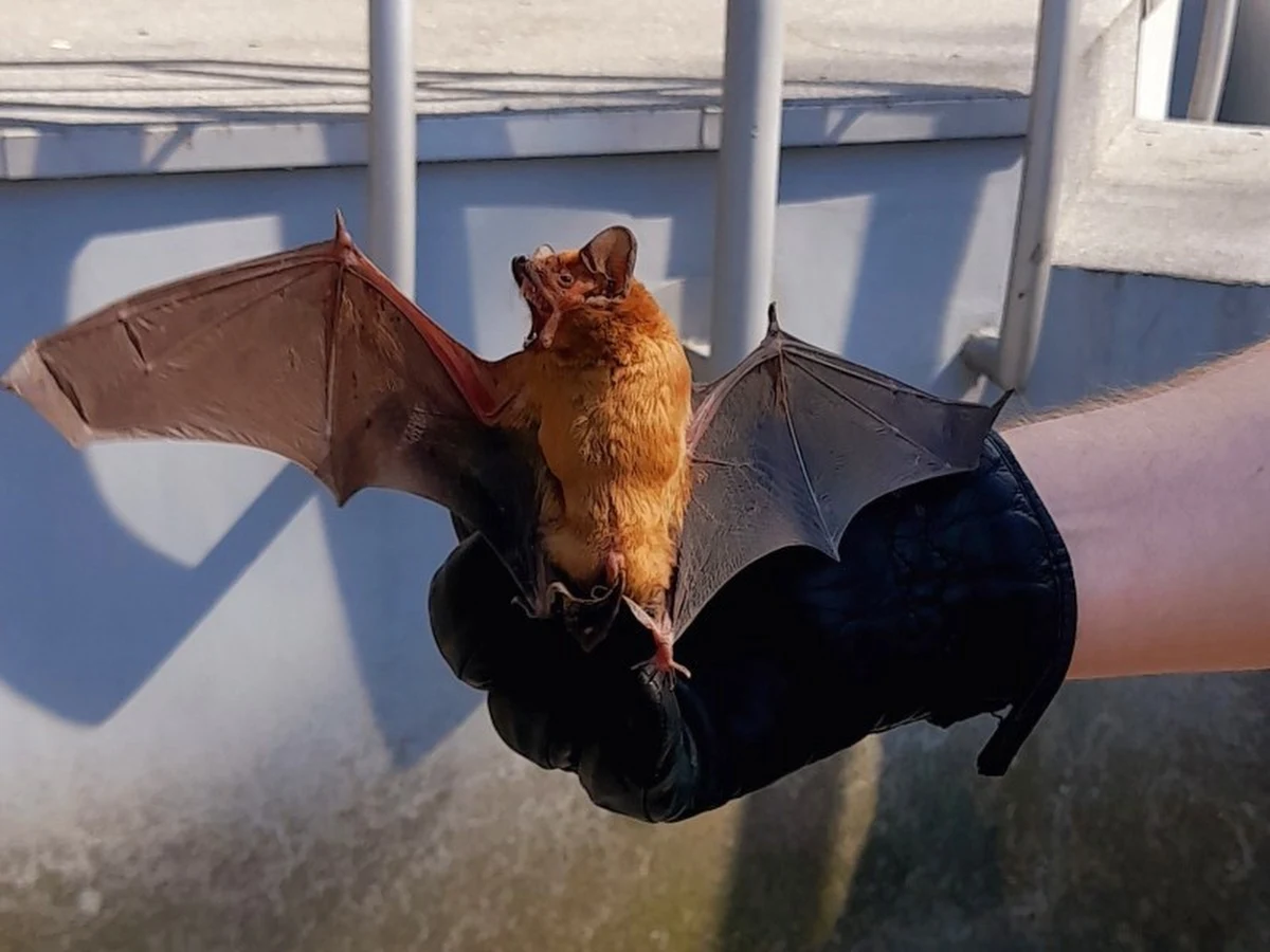 Młody nietoperz wczesnym popołudniem 10 kwietnia leżał na trawniku w Parku Praskim. Zauważyli go przechodnie, którzy powiadomili patrol straży miejskiej.