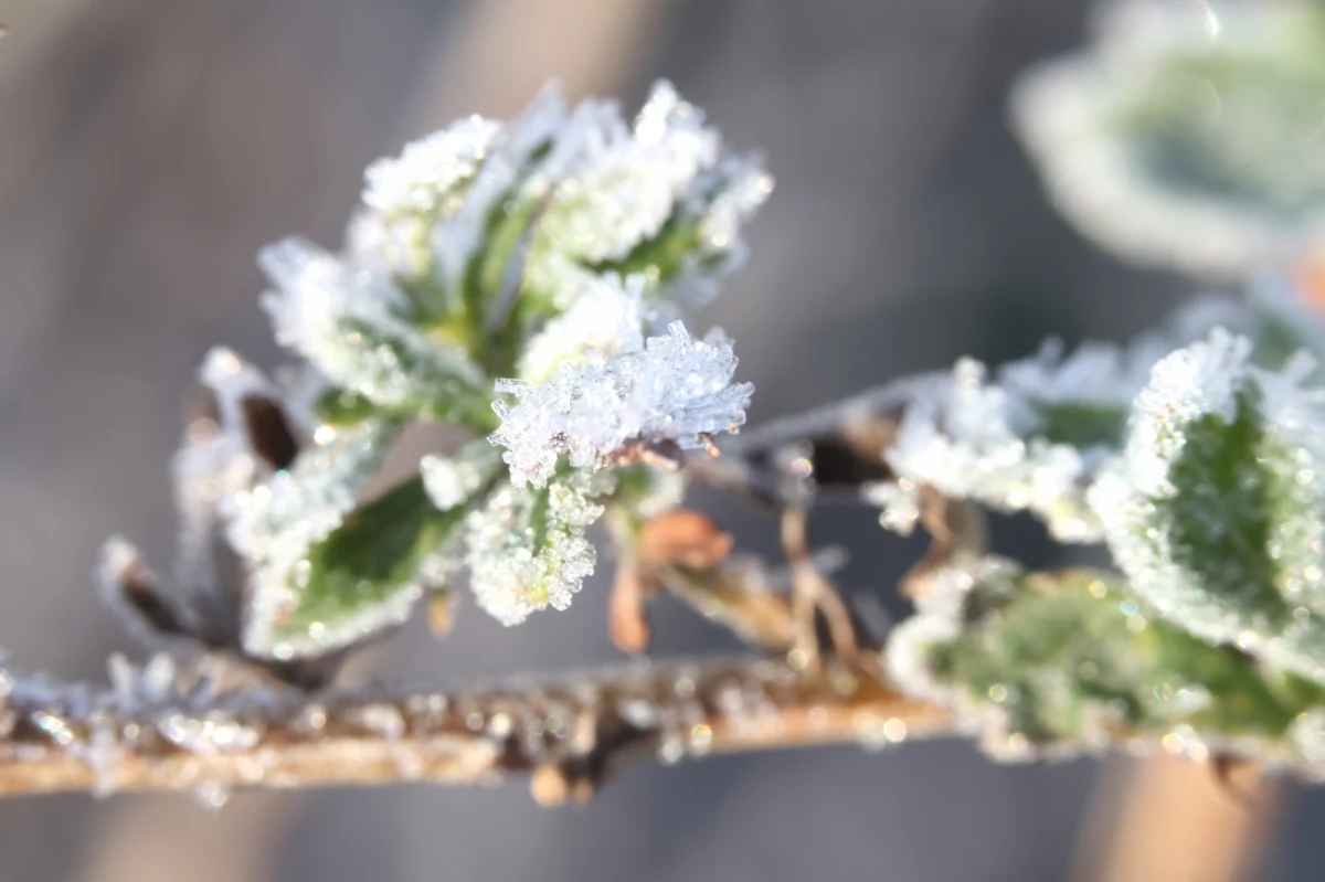 Po południu i wieczorem intensywne opady deszczu i burze na zachodzie Polski, w nocy w górach możliwy śnieg – ostrzegają synoptycy z IMGW. Będzie chłodno, przy gruncie temperatura może spaść do minus 4 stopni. 