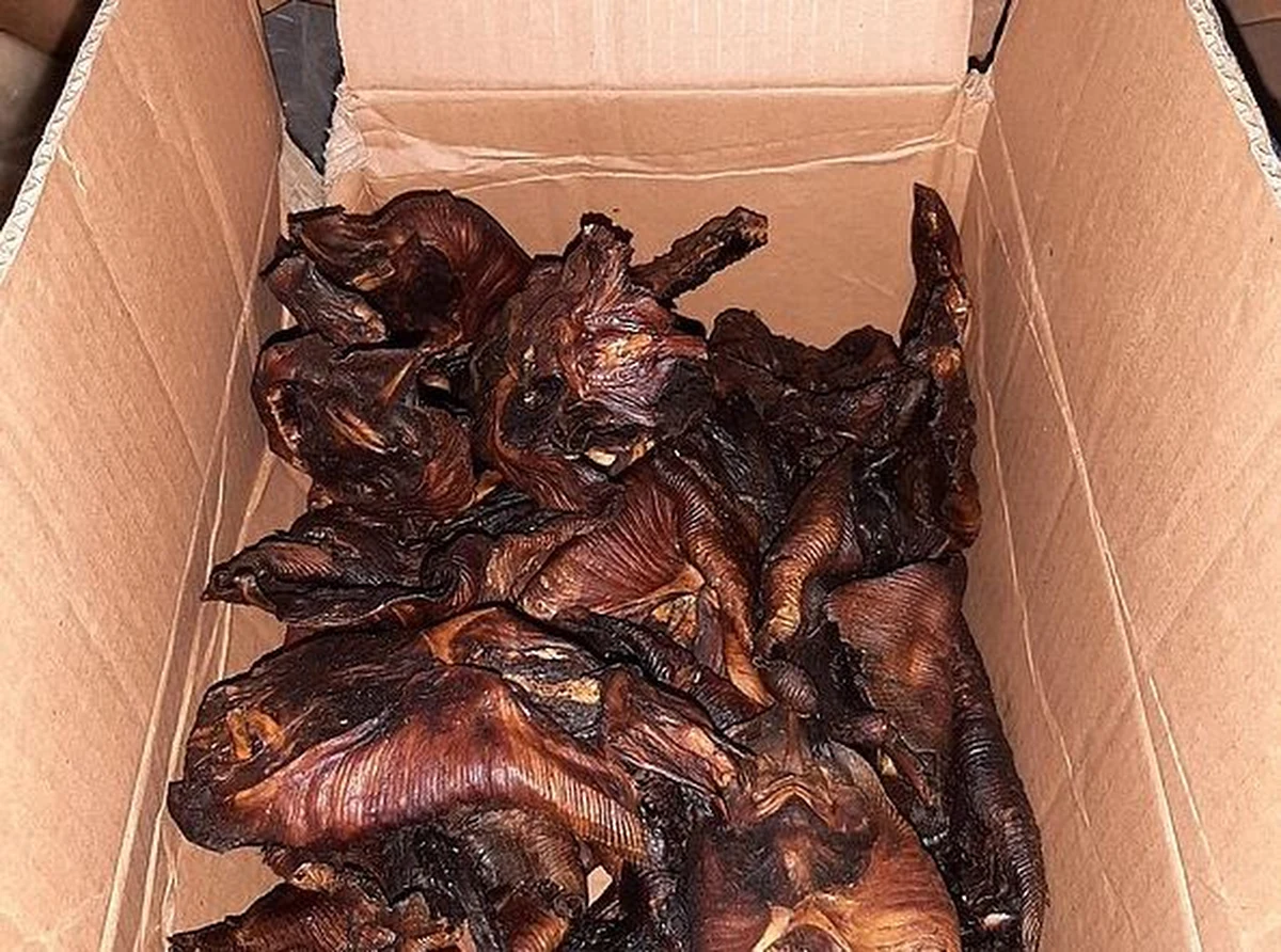 Tonę niezamrożonych ryb oraz pieczone nietoperze przewoził kierowca vana zatrzymany do kontroli w Akwizgranie w Niemczech. 