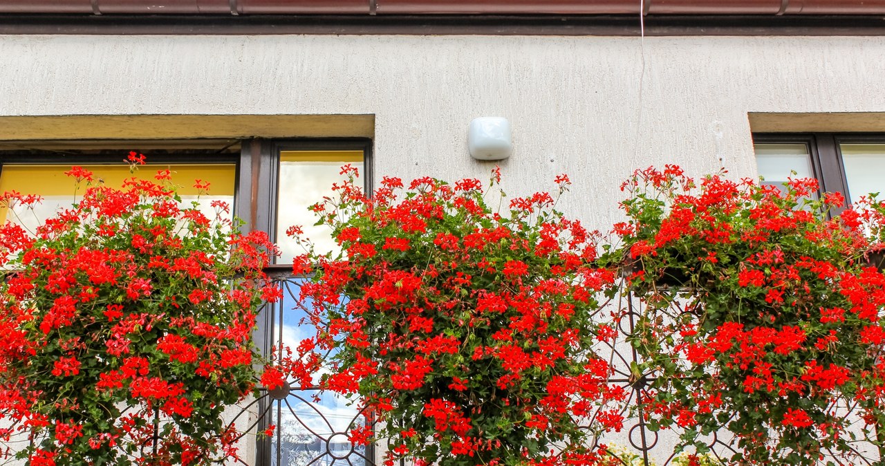 Genialna odżywka do pelargonii. Kaskady kwiatów przez cały sezon