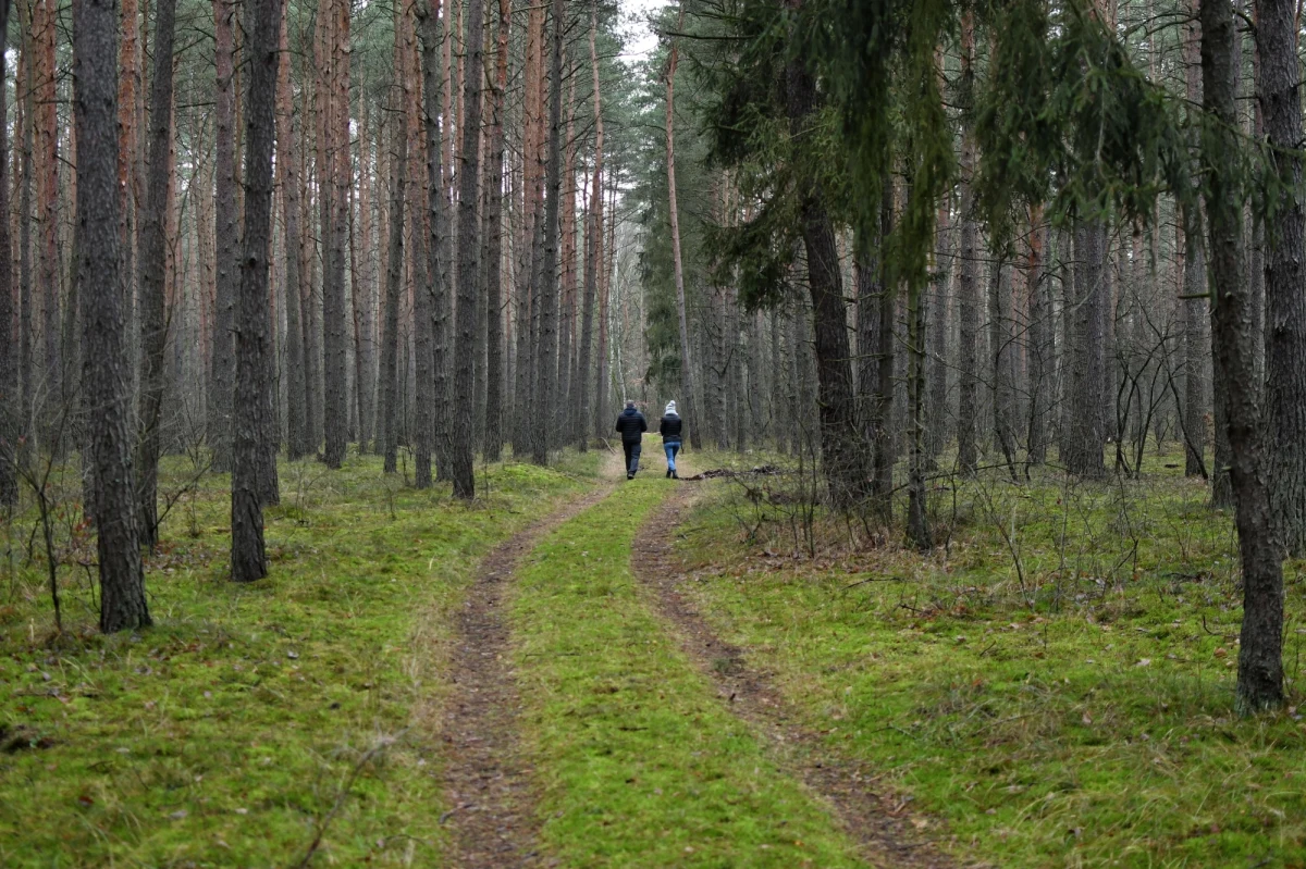 Blisko pół miliona podpisów znalazło się pod obywatelską inicjatywą "w obronie polskich lasów". "To sukces wszystkich, którzy chcą, by państwo polskie miało wyłączny zarząd nad lasami" - powiedział na konferencji prasowej szef Solidarnej Polski, minister sprawiedliwości Zbigniew Ziobro.