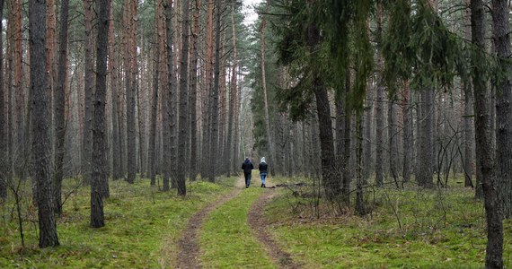 Blisko pół miliona podpisów znalazło się pod obywatelską inicjatywą "w obronie polskich lasów". "To sukces wszystkich, którzy chcą, by państwo polskie miało wyłączny zarząd nad lasami" - powiedział na konferencji prasowej szef Solidarnej Polski, minister sprawiedliwości Zbigniew Ziobro.