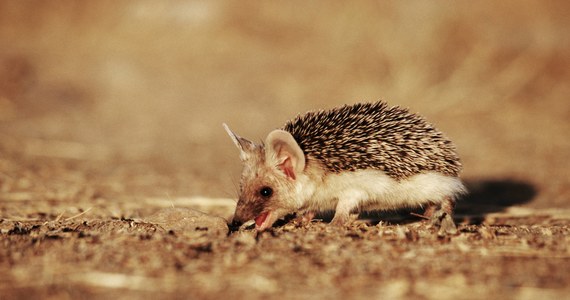 Wrocławskie zoo poinformowało, że urodziły się tam trzy jeże uszate. Maluchy można oglądać w pawilonie Sahara.