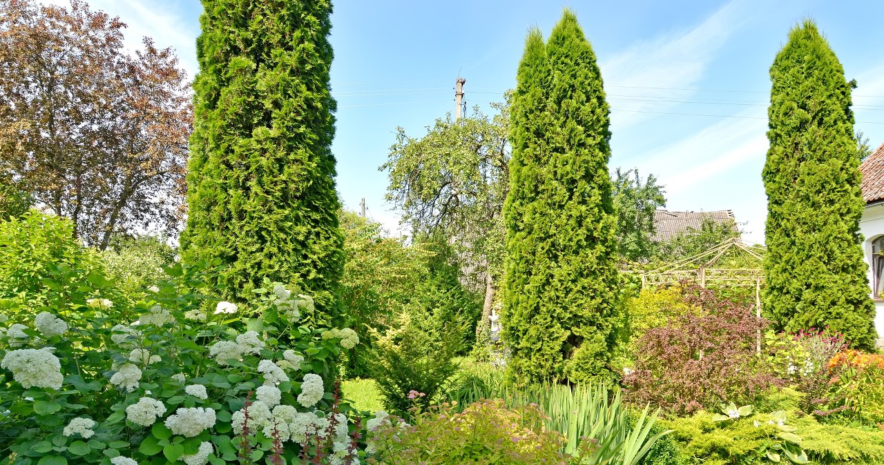 To ostatni moment, by przyciąć tuje. Nie przegap tego terminu