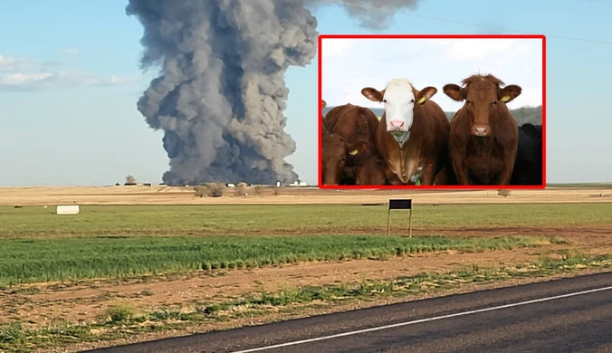 Największa tragedia z udziałem bydła w Teksasie. Spłonęło 18 tysięcy krów
