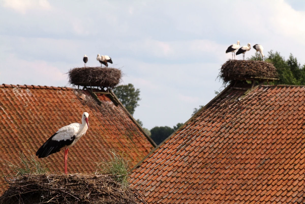 W tym roku bociany nie spieszą się z przylotem do Żywkowa. Według ornitologów, do tej niewielkiej warmińsko-mazurskiej wsi, powinno jeszcze przylecieć nawet 20 par tych ptaków. Rekordowy był rok 2017, gdy zajętych było około 50 gniazd.