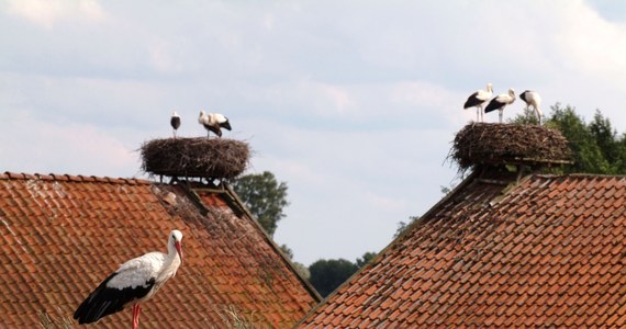 W tym roku bociany nie spieszą się z przylotem do Żywkowa. Według ornitologów, do tej niewielkiej warmińsko-mazurskiej wsi, powinno jeszcze przylecieć nawet 20 par tych ptaków. Rekordowy był rok 2017, gdy zajętych było około 50 gniazd.