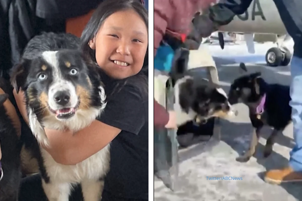 Zaginiony, roczny owczarek australijski, Nanuq, przebył 241 km przez zamarznięte Morze Beringa, zanim został bezpiecznie zwrócony właścicielom na Alasce. W trakcie wędrówki pogryzła go prawdopodobnie foka, lub niedźwiedź polarny.