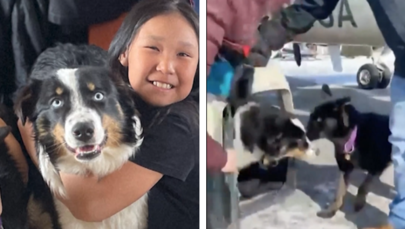 Przebył 241 km, pogryzło go dzikie zwierzę. Pies Nanuq szczęśliwie wrócił do rodziny