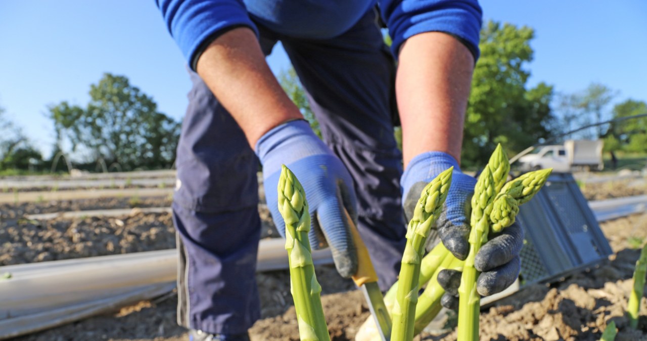 Niemcy szukają do pracy przy zbiorach. Płacą znacznie więcej niż polscy rolnicy