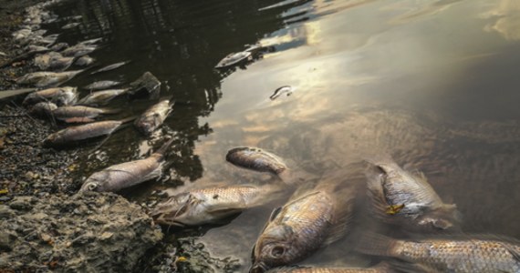 Około 100 kg śniętych ryb wyjęto ze Zbiornika Czernica w powiecie wrocławskim. Na razie nie wiadomo, jaka była przyczyna - podały służby prasowe wojewody dolnośląskiego. Kilka nieżywych ryb znaleziono również we wrocławskiej fosie miejskiej.