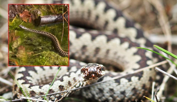 To jedyny jadowity wąż w Polsce. Leśnicy znów ostrzegają