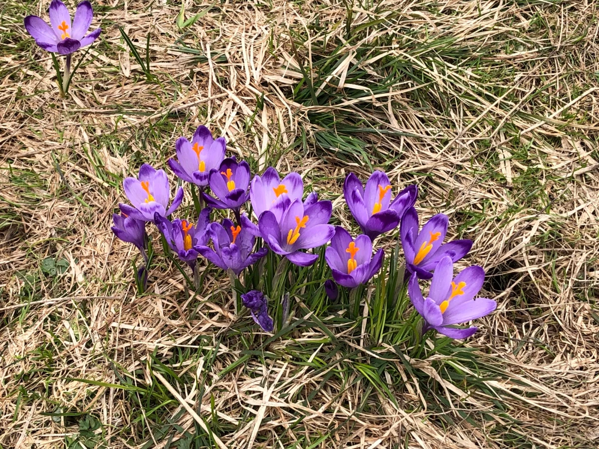 Później, niż w poprzednich latach i mniej intensywnie, ale już zakwitły słynne krokusy na Polanie Chochołowskiej w Tatrach. Zobaczcie niezwykłe zdjęcia tych pięknych roślin.