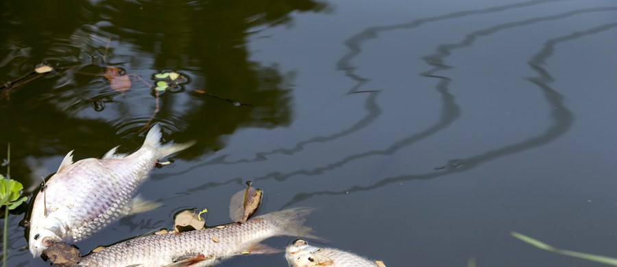 Główny Inspektorat Ochrony Środowiska poinformował o wstępnych wynikach badań śniętych ryb wyłowionych ze Zbiornika Czernica koło Wrocławia. Wiadomo już, że w wodzie znaleziono niewielkie ilości „złotej algi”.