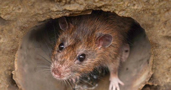 Aleja Lubomirskich w Rzeszowie, przy której znajduje się fontanna multimedialna, stała się siedliskiem szczurów. Walka ze szczurami jest niezwykle trudna.