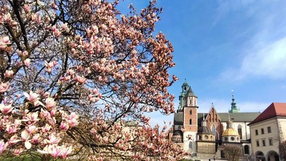 Przymrozki zaszkodziły magnoliom ze wzgórza wawelskiego