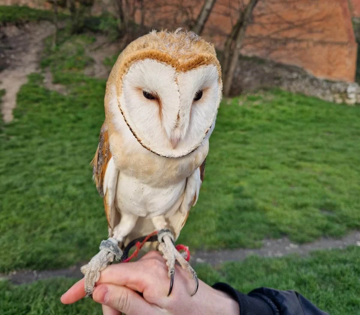 Krakowska Straż Miejska interweniowała w sobotę na bulwarach wiślanych, niedaleko Smoka Wawelskiego. Ich uwagę na miejskim monitoringu zwrócili dwaj mężczyźni, którzy proponowali przechodniom odpłatne zdjęcie z sową płomykówką. 
