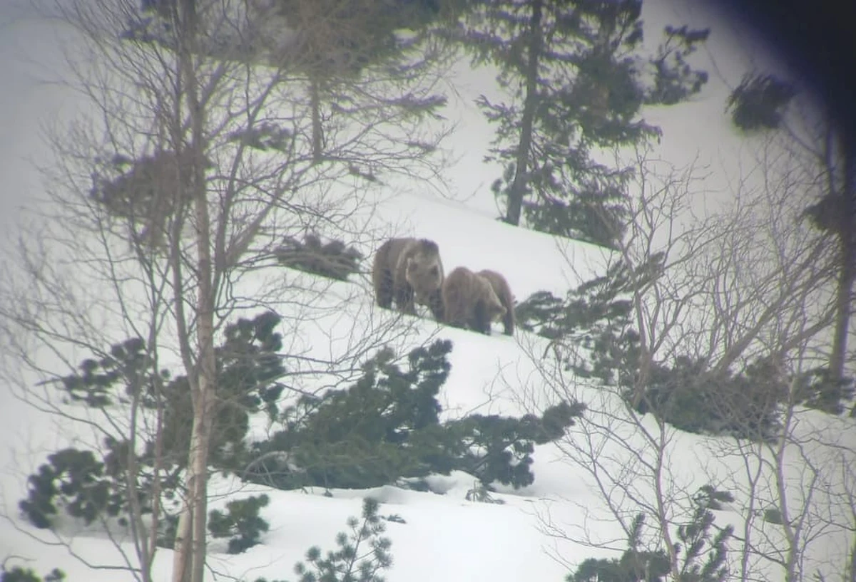 To już na pewno wiosna. Tatrzański Park Narodowy opublikował w mediach społecznościowych zdjęcia niedźwiedzicy, która razem ze swoimi dwoma młodymi opuszcza gawrę. Zobacz niesamowite zdjęcia z lunety. 