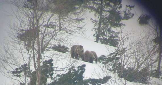 To już na pewno wiosna. Tatrzański Park Narodowy opublikował w mediach społecznościowych zdjęcia niedźwiedzicy, która razem ze swoimi dwoma młodymi opuszcza gawrę. Zobacz niesamowite zdjęcia z lunety. 