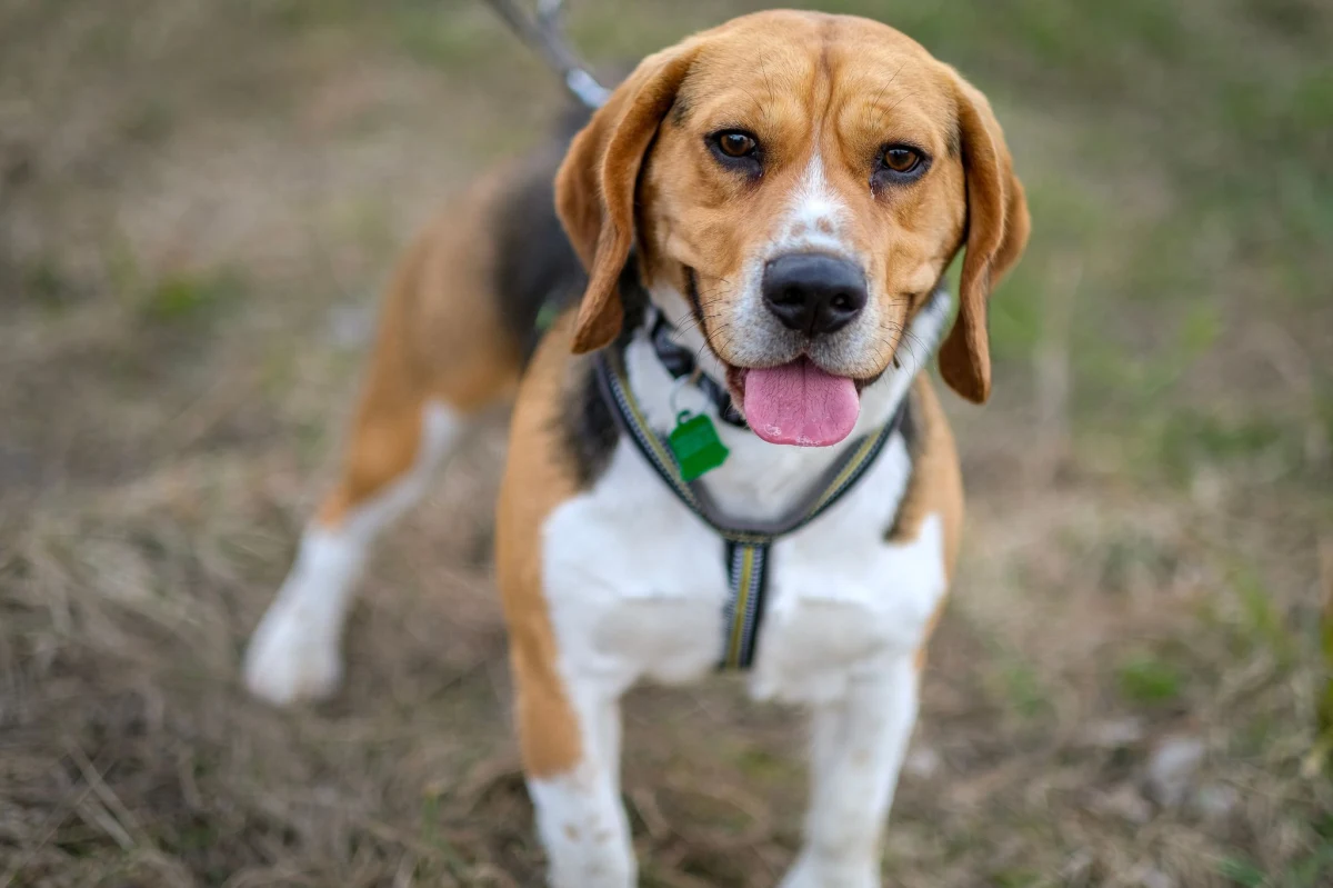 Wszyscy wielbiciele czworonogów powinni pojawić się w niedzielę w Dworku Białoprądnickim w Krakowie. Między godz. 11.00 a 15.00 odbędzie się akcja  "Kundel bury i kocury w Dworku". Będzie możliwość adopcji kota lub pasa. Zwierzaki czekają na waszą miłość. 