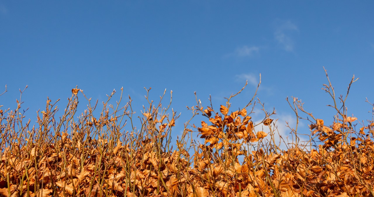 Ten żywopłot bije na głowę bukszpany i tuje. Ma piękne, jesienne kolory