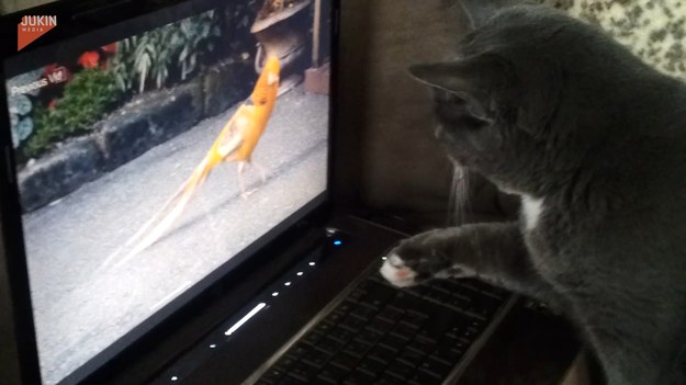 Instynkt prawdziwego łowcy nie słabnie, nawet gdy potencjalna ofiara znajduje się po drugiej stronie ekranu. Kot nie daje za wygraną.