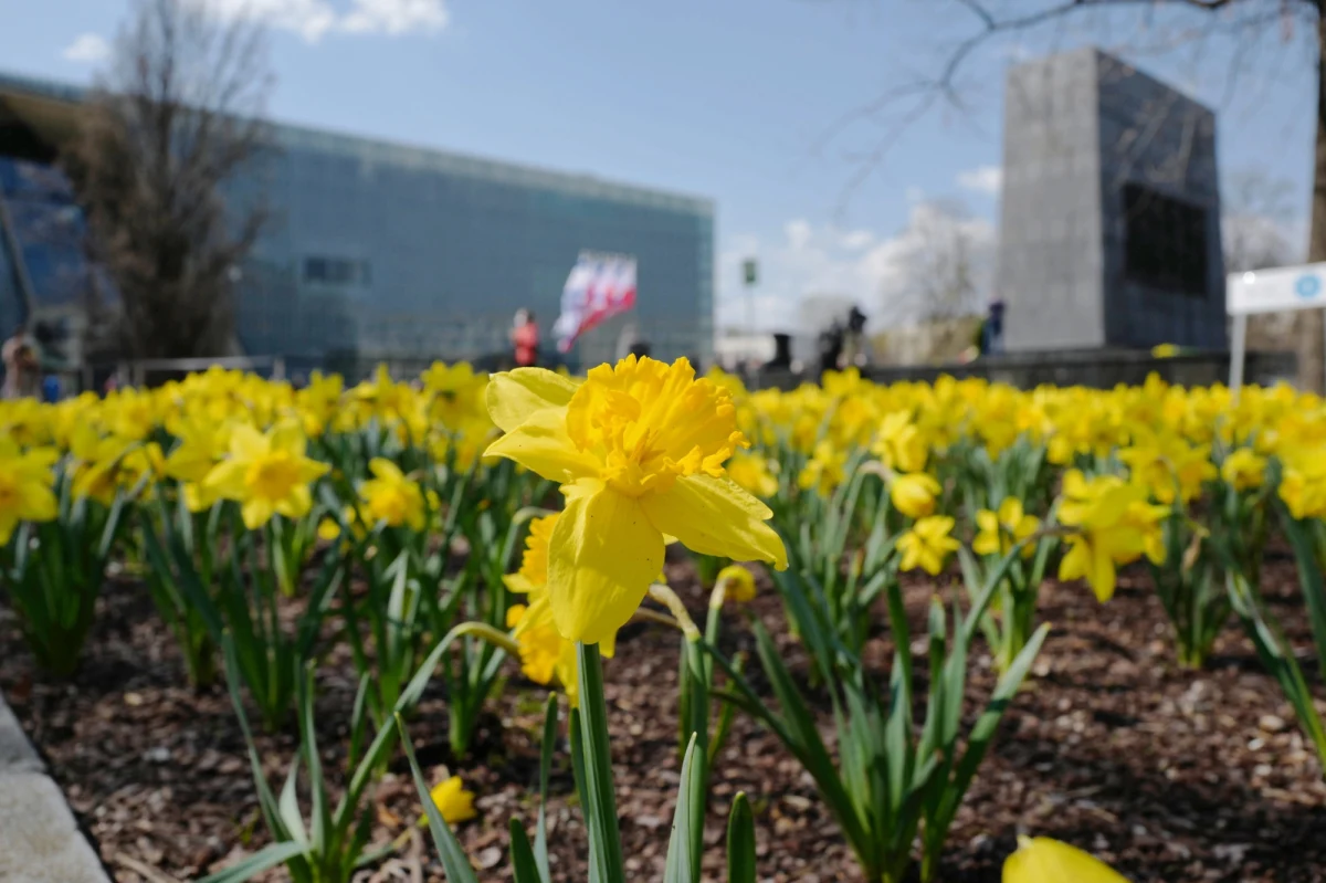 We wtorek, w przeddzień 80. rocznicy wybuchu powstania w getcie warszawskim, w stołecznym KinoGramie odbędzie się pokaz dwóch filmów dokumentalnych opartych na wspomnieniach ocalonych z Holokaustu - "Świadkowie epoki. Ku Zagładzie" i "Świadkowie epoki. Czas Zagłady".