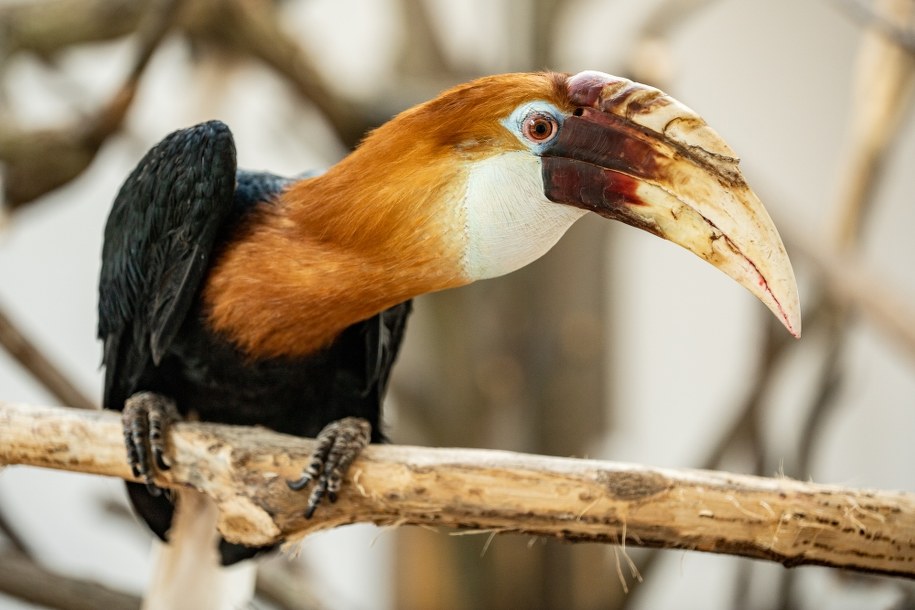 /ZOO Wrocław /Materiały prasowe