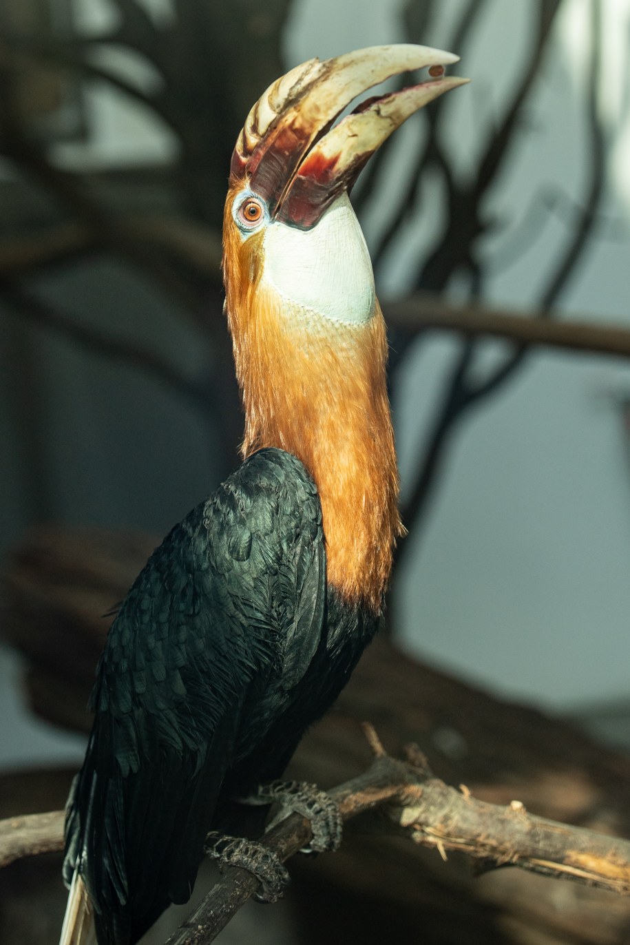 /ZOO Wrocław /Materiały prasowe