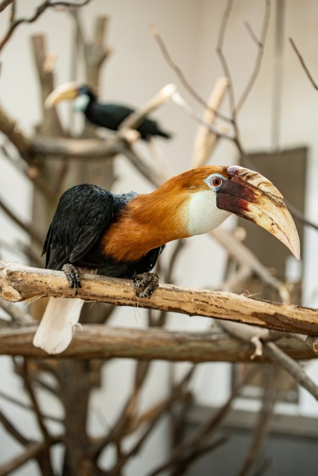 /ZOO Wrocław /Materiały prasowe