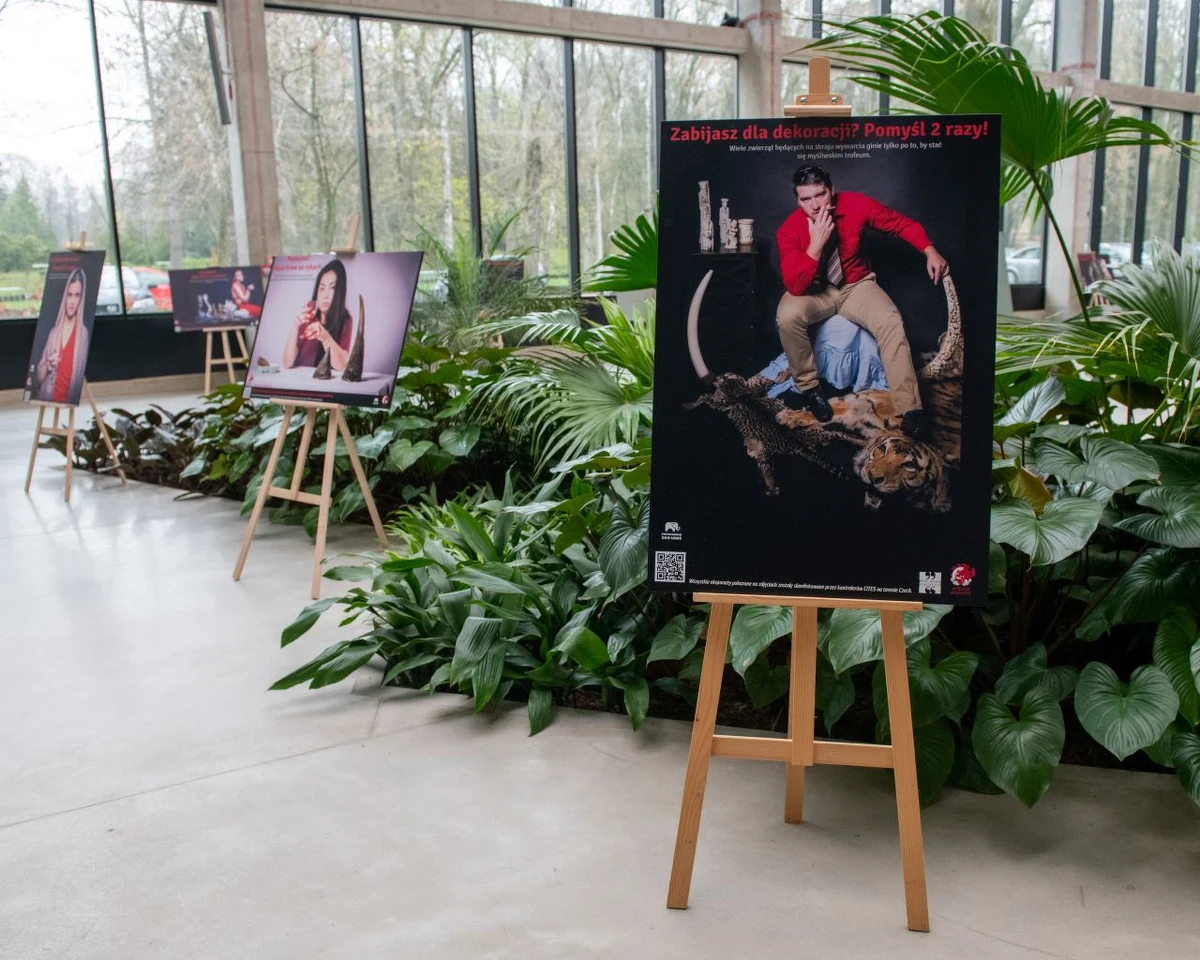 Moda, suplementy, trofea... Na wystawie, którą prezentuje Orientarium ZOO Łódź można zobaczyć, w jak wielu dziedzinach wykorzystywane jest cierpienie zwierząt. Goście dowiedzą się czego unikać, by nie przykładać ręki do krwawego procederu. 