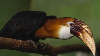 Wrocław: Dzioborożce karbodziobe w zoo. Zamieszkały w nowej wolierze