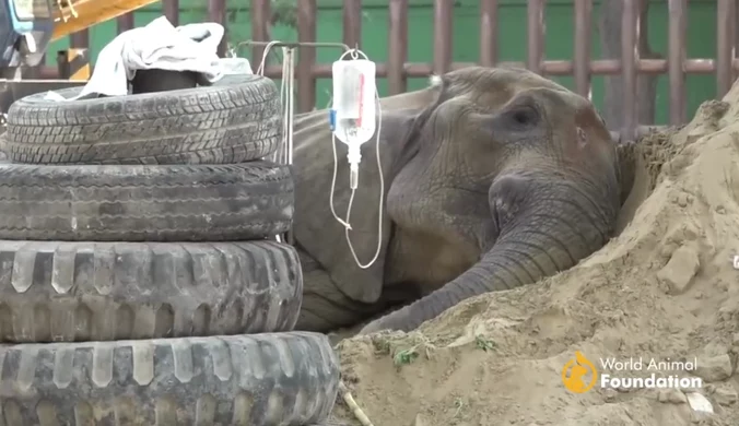 Pakistan: Słonica z zoo w stanie krytycznym. "Robimy wszystko, by ją uratować"