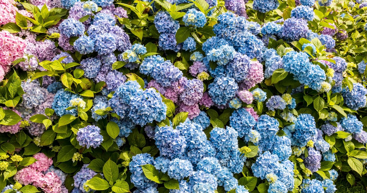 Wystarczy jeden składnik. Domowa odżywka to przepis na okazałą hortensję