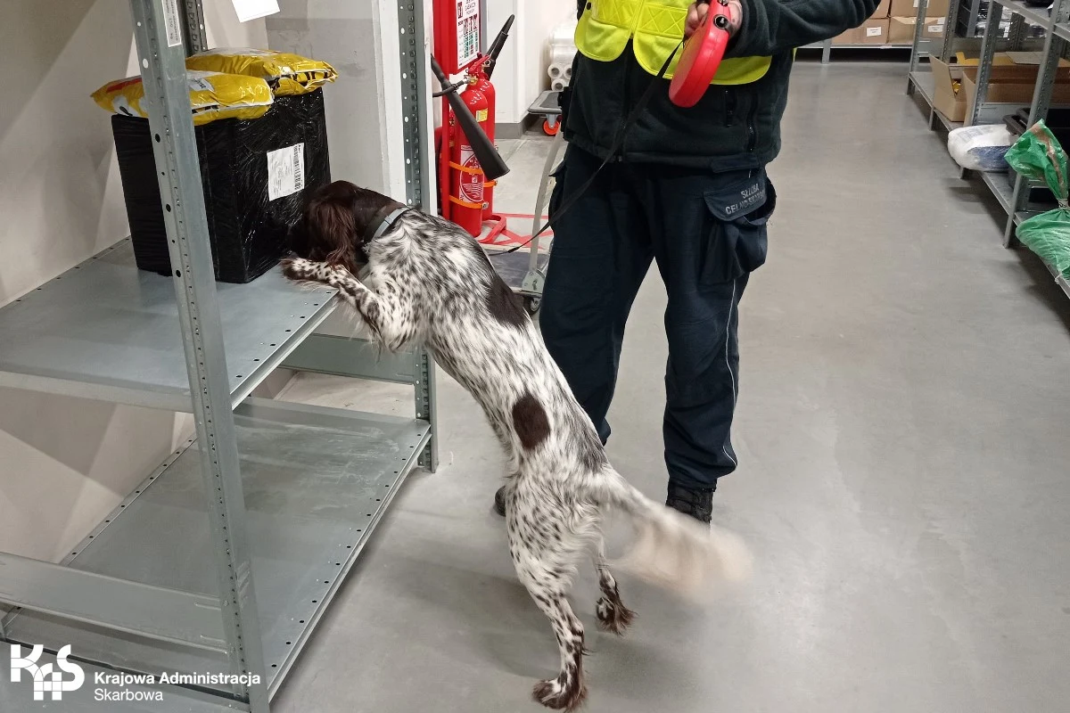 Dzięki nosom dwóch psów służbowych - Cziry i Sky, funkcjonariuszom Krajowej Administracji Skarbowej udało się wykryć ponad 200 tysięcy sztuk nielegalnych papierosów i worki z krajanką tytoniową. 