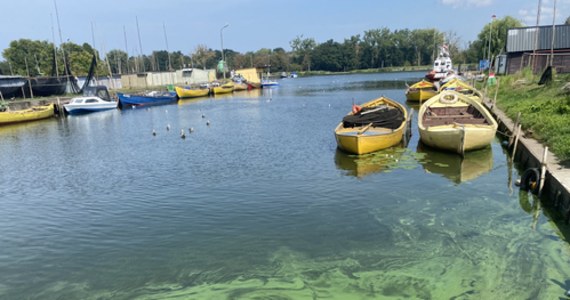 Czy mamy otwierać swoje biznesy nad Odrą? - pytają przedsiębiorcy i oczekują jasnej deklaracji w tej sprawie od minister klimatu Anny Moskwy. Ubiegłoroczna katastrofa ekologiczna na rzece przyniosła przedsiębiorcom olbrzymie straty, a w sytuacji gdy ci słyszą, że złote algi znów mogą zakwitnąć, nie wiedzą, jak się na to przygotować.