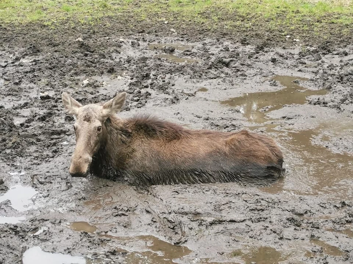 Myśliwi i strażacy przez dwie godziny próbowali wyciągnąć łosia, który ugrzązł w bagnie niedaleko Człuchowa na Pomorzu. Akcja zakończyła się szczęśliwie.