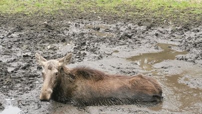 Łoś ugrzązł w bagnie. Akcja ratownicza w Człuchowie [FILM]