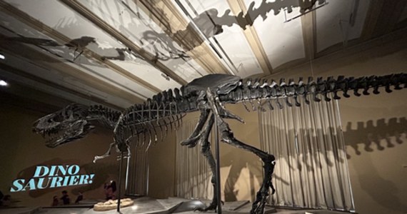 ​Za 5,6 mln euro sprzedany został na licytacji szkielet tyranozaura. Skamieniałości nabywcę znalazły na aukcji przeprowadzonej w Zurychu w Szwajcarii. Takie eksponaty nie zdarzają się często, a ich sprzedaż krytykują naukowcy. 