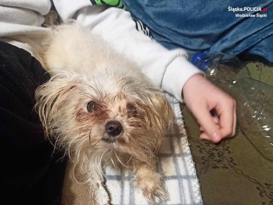 /Komenda Powiatowa Policji w Wodzisławiu Śląskim /Materiały prasowe