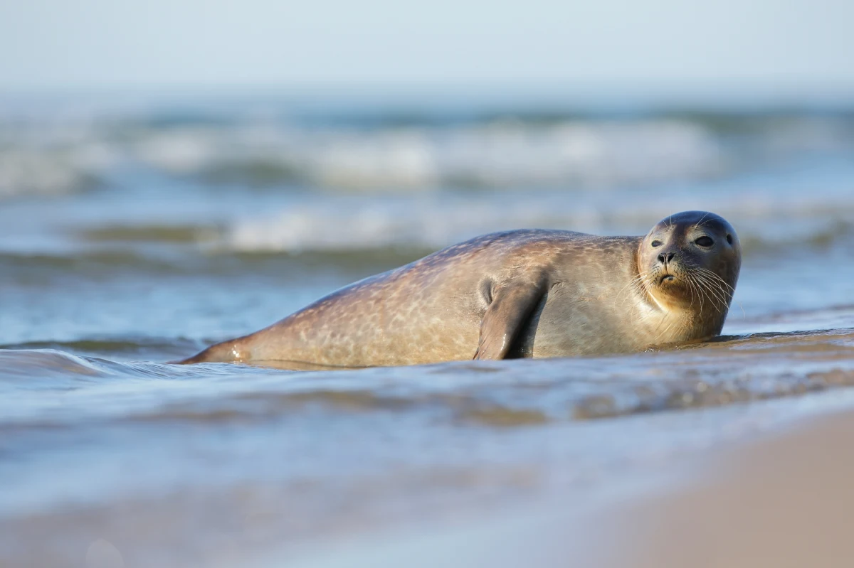 W czwartek ruszają w Szwecji polowania na foki. Do odstrzału jest 1500 sztuk. W Polsce foki są gatunkiem chronionym. 